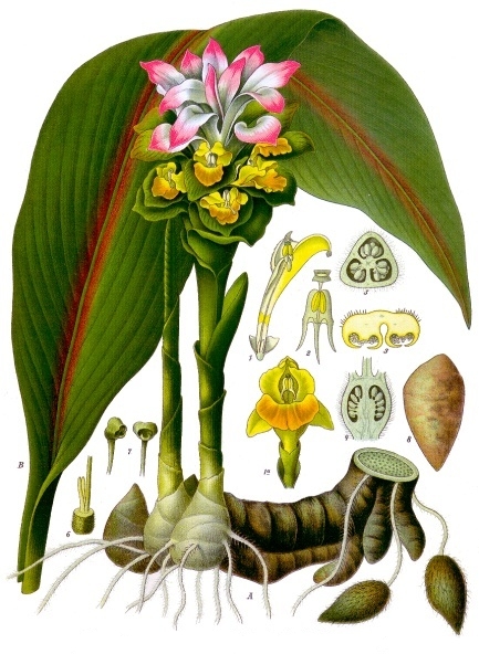 Curcuma botanique
